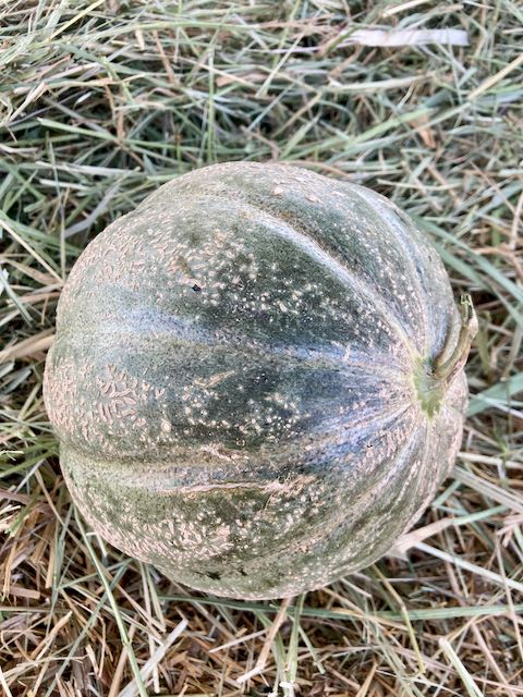 Oka Melon